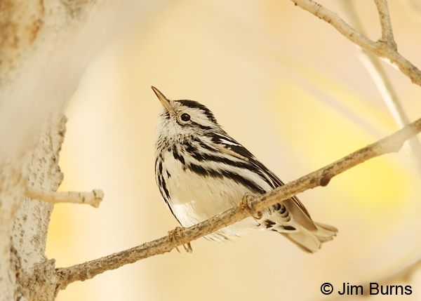 Black-and-white Warbler male in cottonwood
