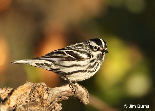 Black-and-white Warbler male on snag