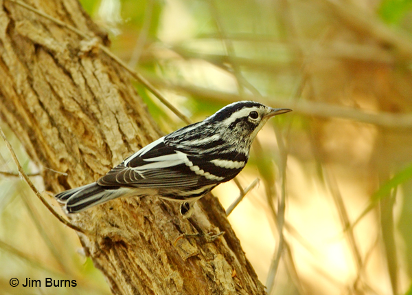 Black-and-white Warbler male dorsal view