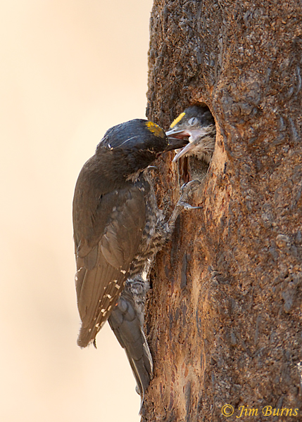 Black-backed Woodpecker male feeding nestling--7343