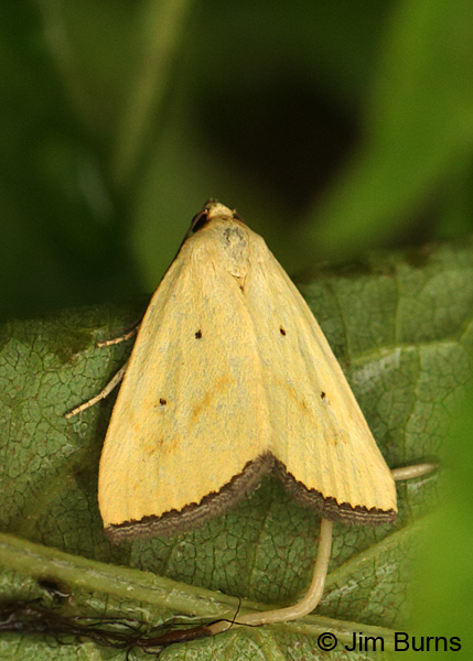 Black-bordered Lemon Moth, Arkansas