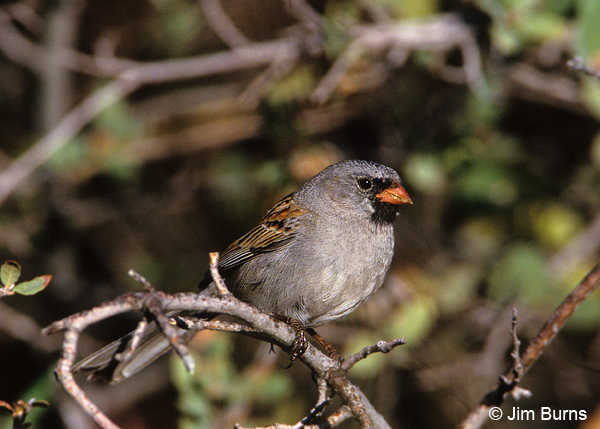 Black-chinned Sparrow in bush