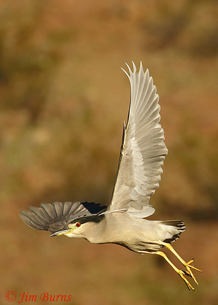 Black-crowned Night-Heron ventral wing--7103