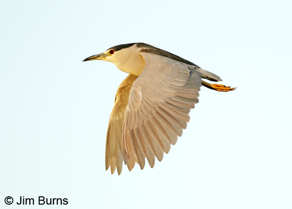 Black-crowned Night-Heron adult in flight