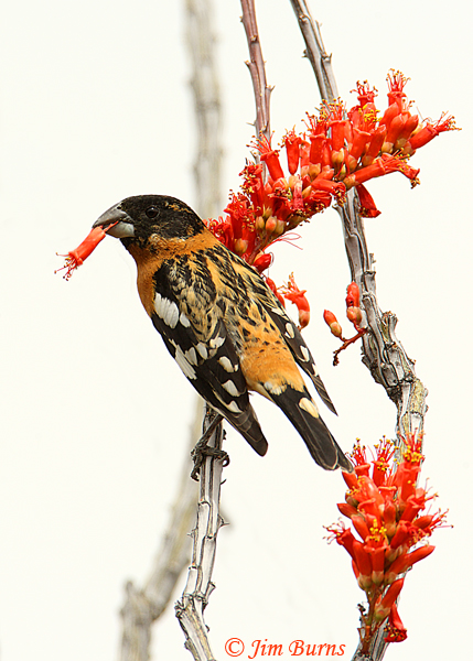 Overcast skies pop the colors of a male Black-headed Grosbeak feeding on Ocotillo blooms near the Weaver's Needle Lookout