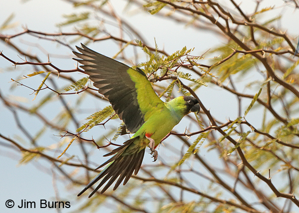 Black-hooded Parakeet coming into trees
