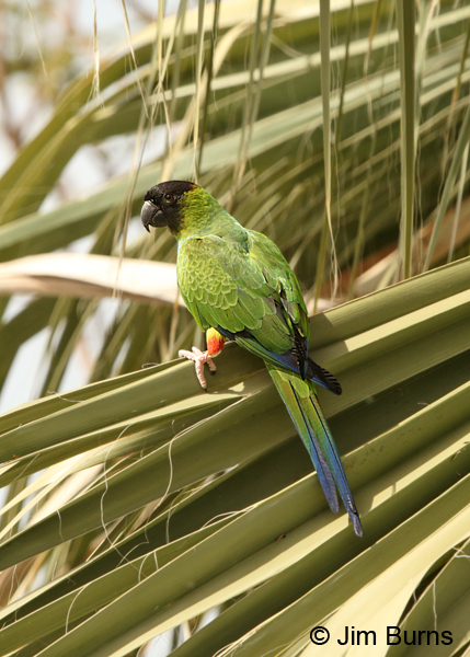 Black-hooded Parakeet in palm