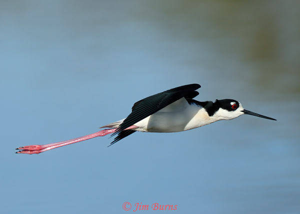 Black-necked Stilt in flight #4--4136