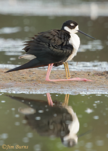 Black-necked Stilt with 1 fledgling under wing--6150--2