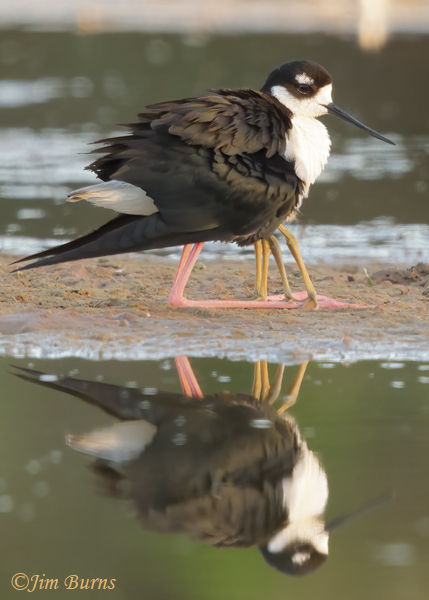 Black-necked Stilt with two fledglings under wing--6163--2