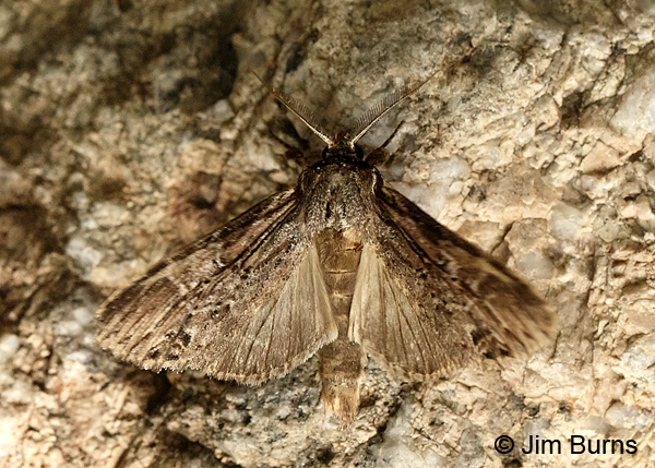 Black-spotted Prominent Moth thrumming wings, Arizona