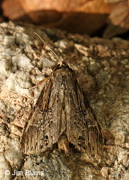 Black-spotted Prominent Moth, Arizona