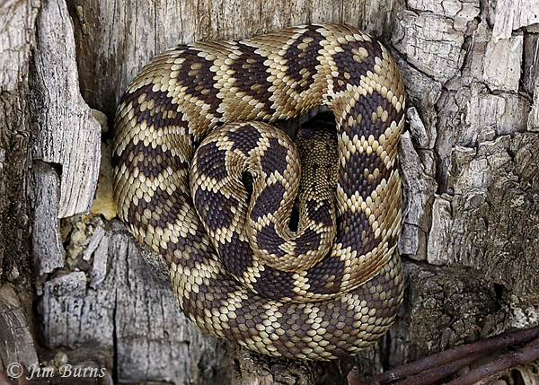 Black-tailed Rattlesnake, neonatal #2--1248