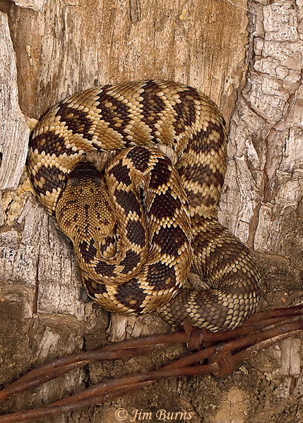 Black-tailed Rattlesnake, neonatal--1553