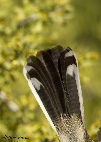 Black-tailed Gnatcatcher tail pattern--9926
