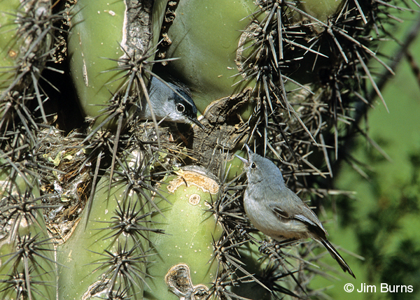 Black-tailed Gnatcatchers at saguaro nest