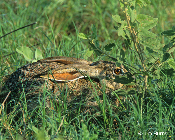 Black-tailed Jackrabbit hiding in grass