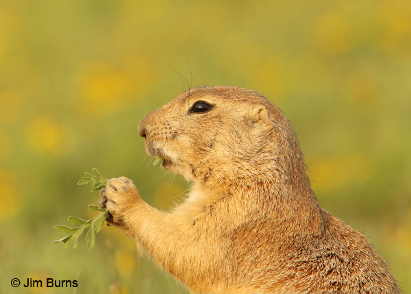 Black-tailed Prairie Dog eating weeds