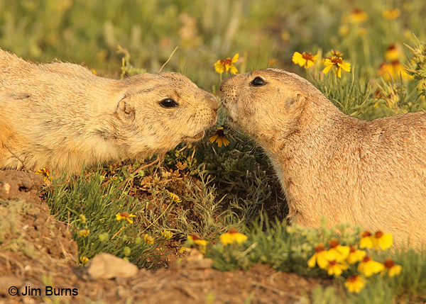 Black-tailed Prairie Dog mouth-to-mouth greeting