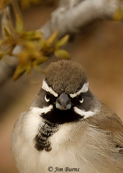 Black-throated Sparrow face and breast close-up--0299