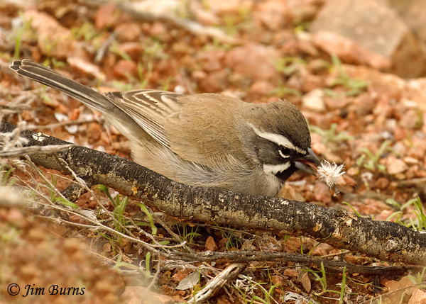 Black-throated Sparrow with flowerhead--0317