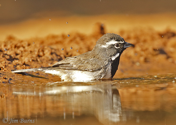 Black-throated Sparrow bathing--0761