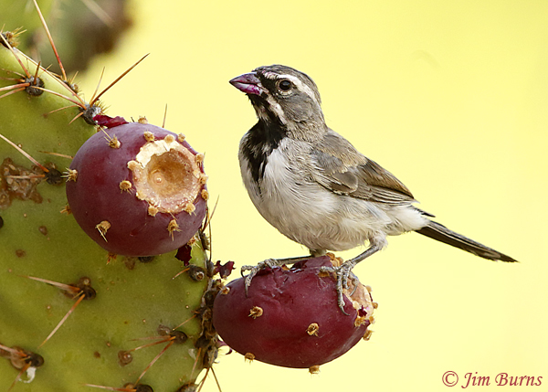 Black-throated Sparrow juvenile at Prickly Pear fruit--2120
