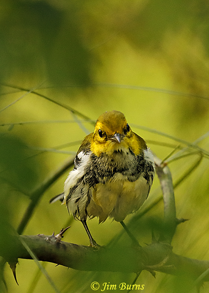 Black-throated Green Warbler male preening after bathing--2937