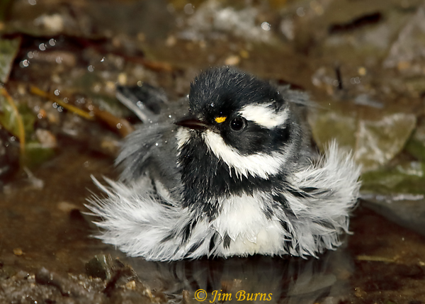 Black-throated Gray Warbler male bathing--5984