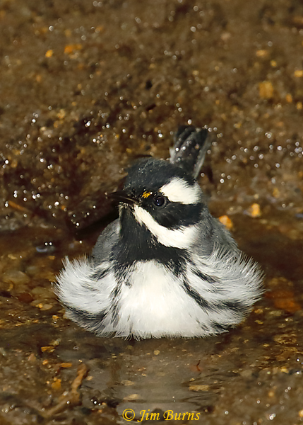 Black-throated Gray Warbler male bathing #2--6313