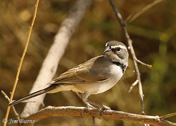Black-throated Sparrow in habitat--6493