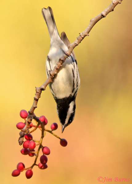 Black-throated Gray Warbler male in Pistache berries--7481