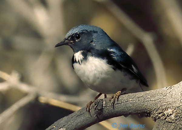 Black-throated Blue Warbler male-9229