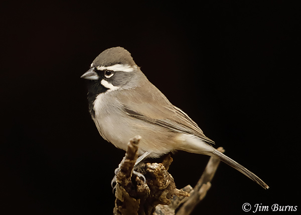 Black-throated Sparrow on snag--9330
