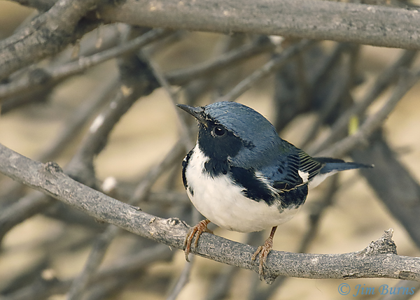 Black-throated Blue Warbler male looking for moths--8884