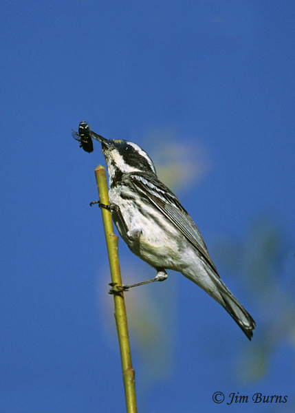 Black-throated Gray Warbler female with Cervid Fly