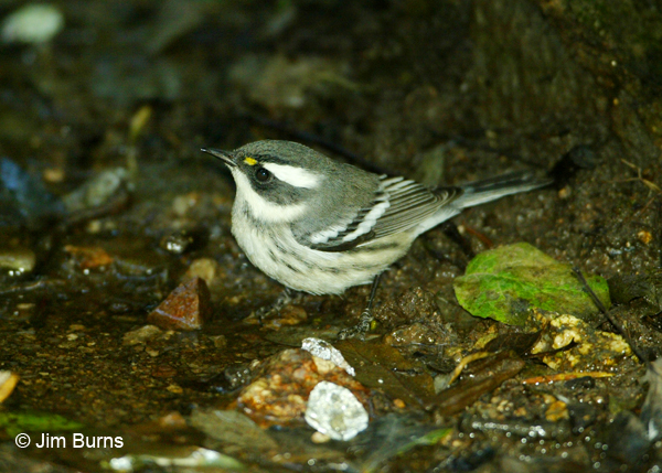 Black-throated Gray Warbler first fall male
