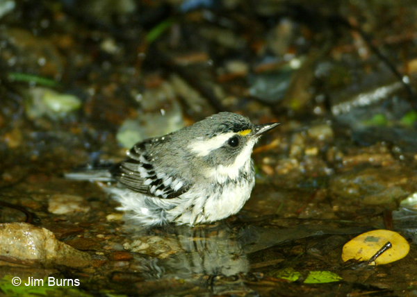 Black-throated Gray Warbler first fall male bathing
