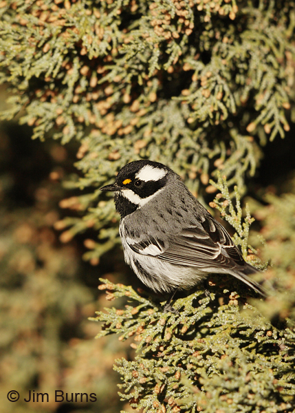 Black-throated Gray Warbler male vertical
