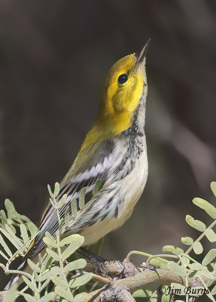 Black-throated Green Warbler fall male in Mesquite--7453