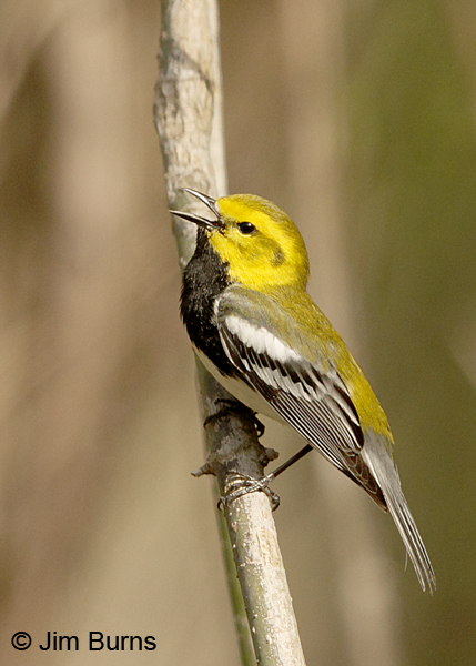 Black-throated Green Warbler male singing