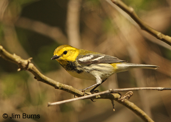 Black-throated Green Warbler male in branches