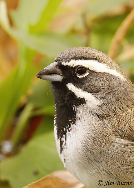 Black-throated Sparrow portrait--2648