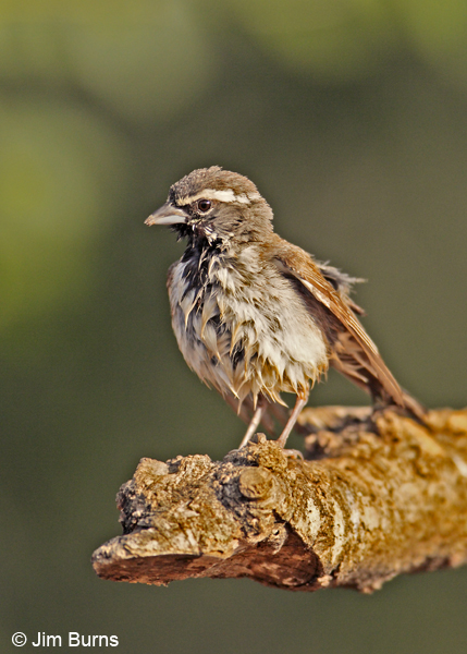 Black-throated Sparrow preening after bath