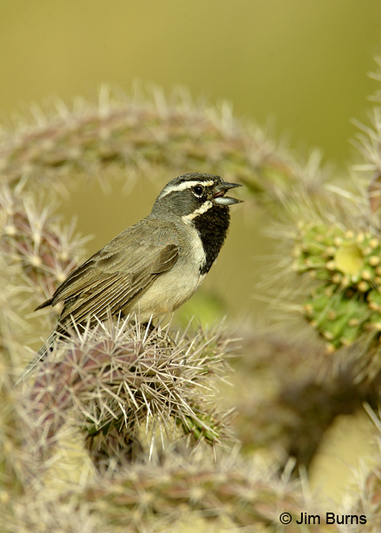 Black-throated Sparrow singing