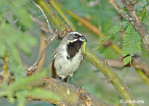 Black-throated Sparrow with catepillar