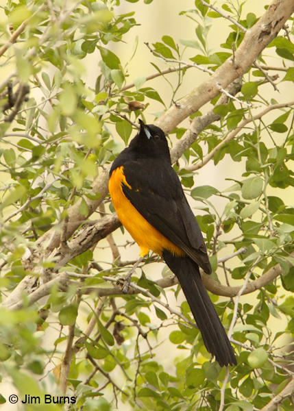 Black-vented Oriole male gleaning in foliage