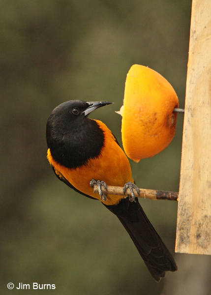 Black-vented Oriole male on orange