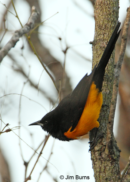 Black-vented Oriole male posing as nuthatch