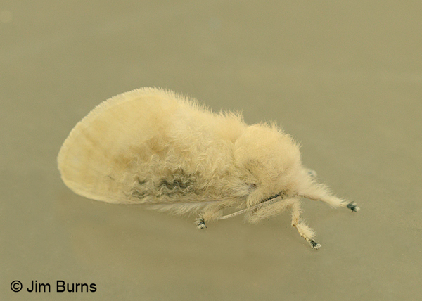 Black-waved Flannel Moth, Arkansas